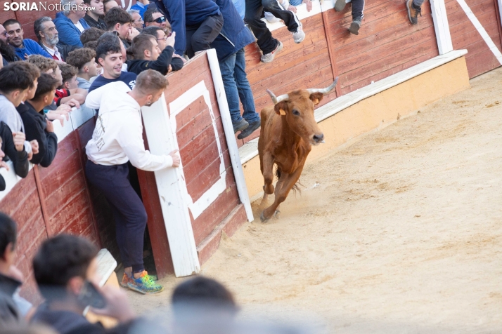 Vaquillas San Saturio