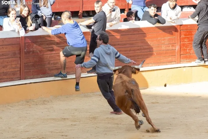 Vaquillas San Saturio
