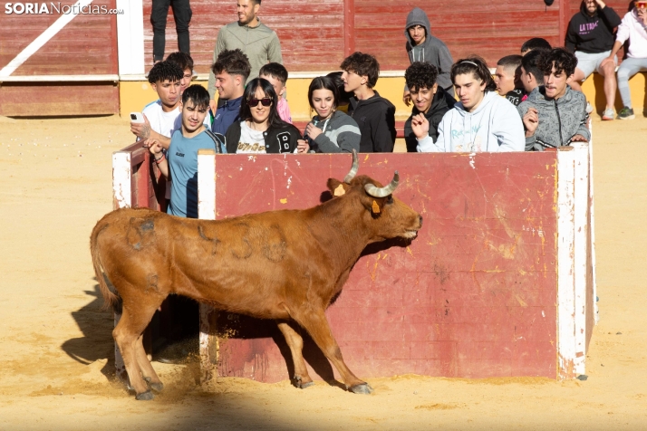Vaquillas San Saturio
