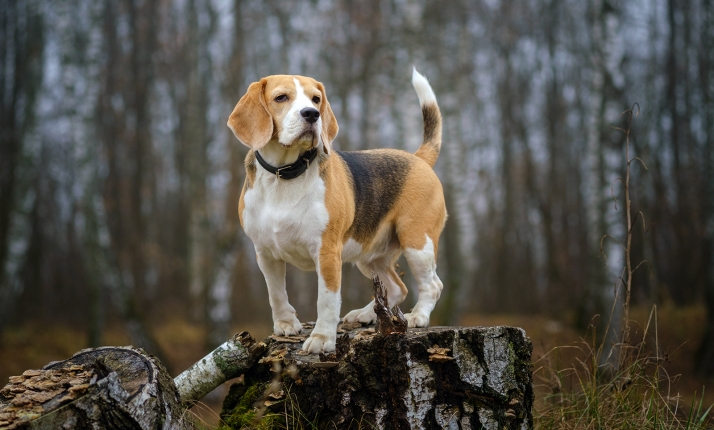 Castillejo de Robledo acogerá un curso nacional sobre el rastreo de piezas heridas