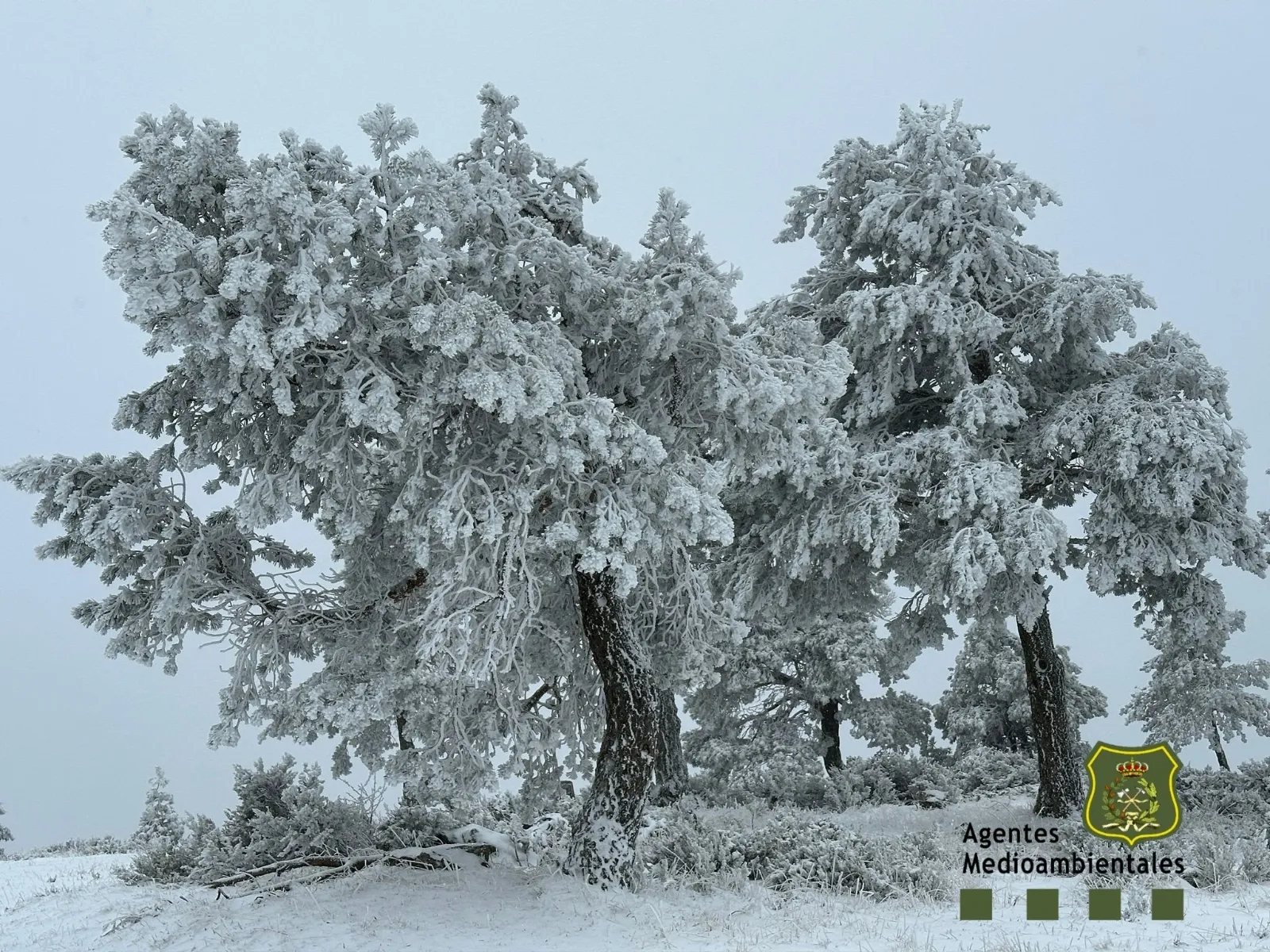 Foto 2 - &iexcl;Llega la nieve a Soria! Primera nevada del a&ntilde;o en el puerto de Piqueras