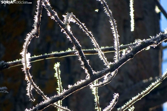 Tarde de sol tras un amanecer bajo cero en Soria