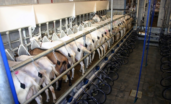 ITACyL presenta ARISTECH: innovación y automatización para el ovino lechero