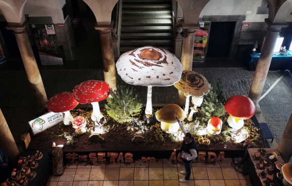 Jornadas Micológicas de Ágreda 2025: programa completo