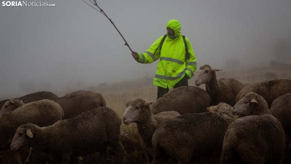 Fotos: Castilfrío recibe al último rebaño de merinas trashumantes de Soria