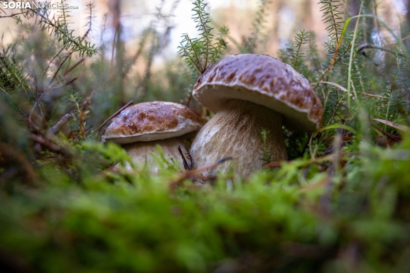Un delicioso paseo fotográfico en búsqueda de los últimos boletus 