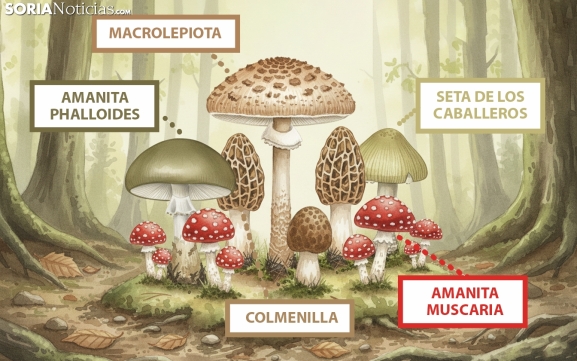 ¡Atención, seteros! Nunca confundáis estas setas o podéis morir