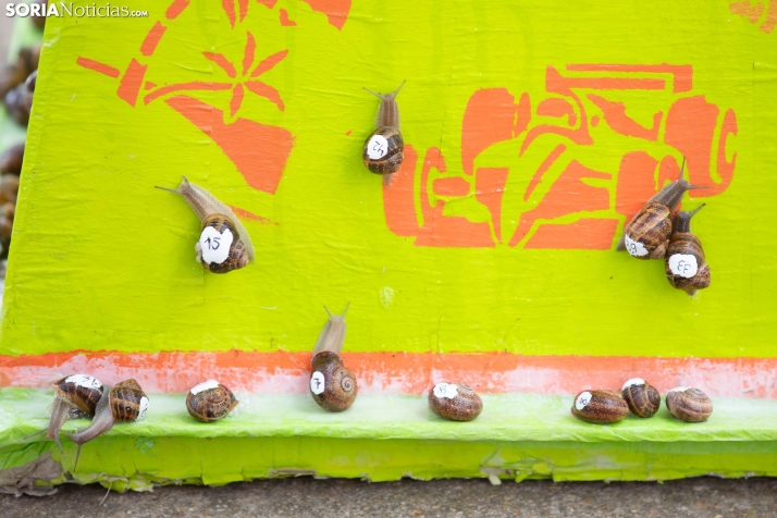 Carrera de caracoles de Peroniel