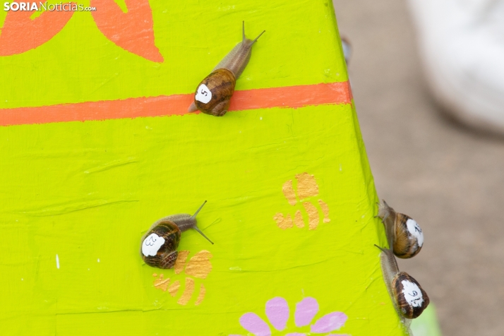 Carrera de caracoles de Peroniel
