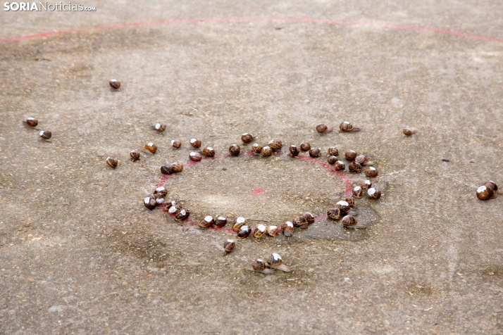 Carrera de caracoles de Peroniel