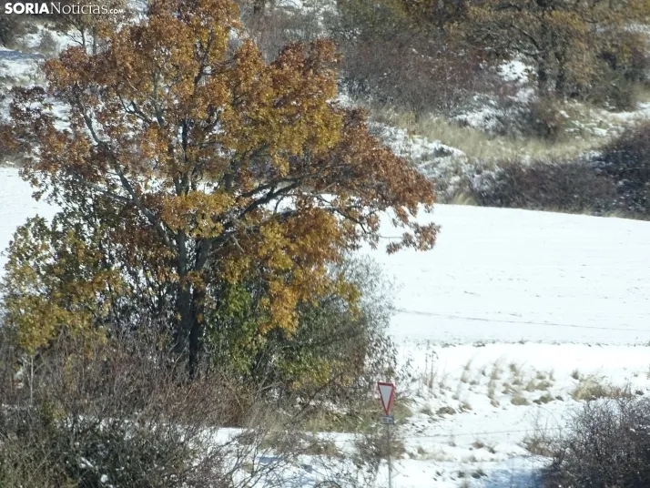 Imagen de esta mañana de sábado en Tierras Altas. /PC