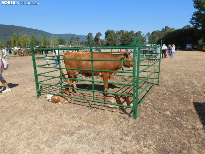 Feria Ganadera de Vinuesa.