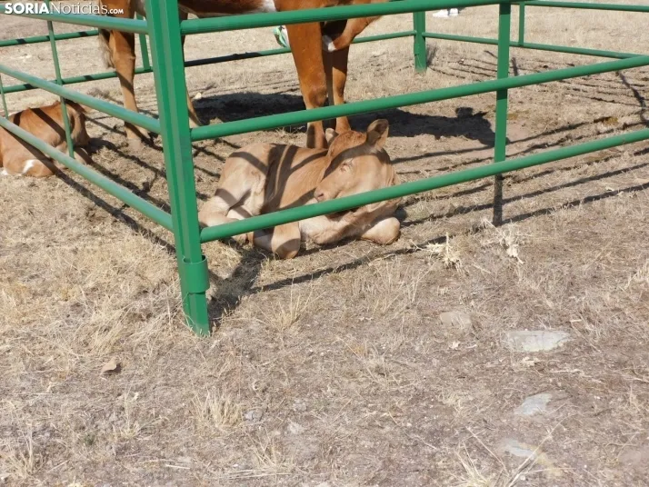 Feria Ganadera de Vinuesa.