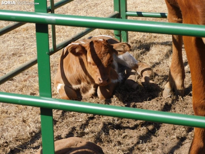 Feria Ganadera de Vinuesa.