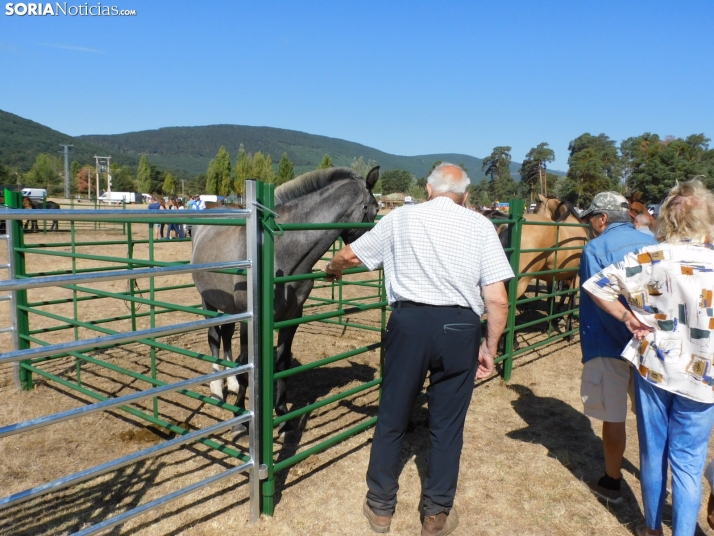 Feria Ganadera de Vinuesa.