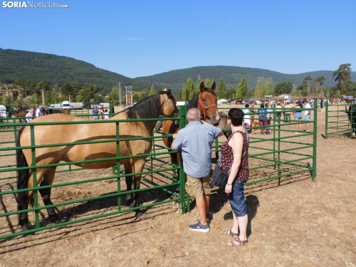 Feria Ganadera de Vinuesa.