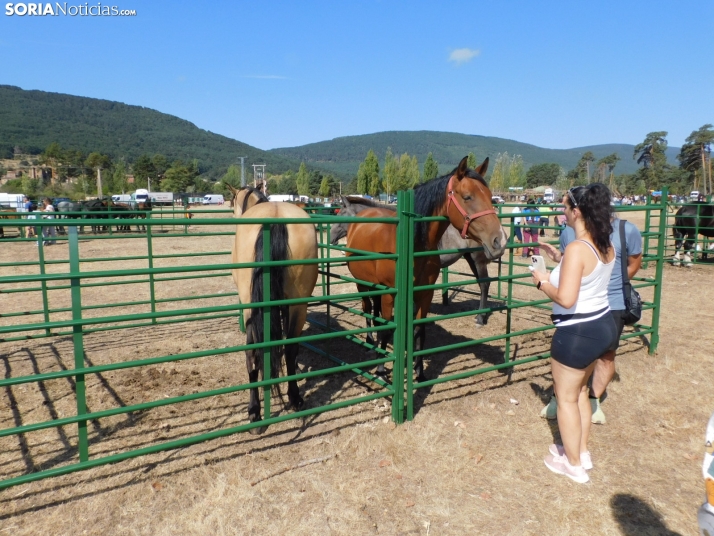 Feria Ganadera de Vinuesa.