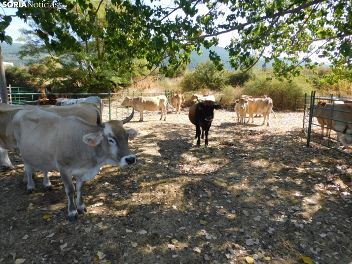 Feria Ganadera de Vinuesa.