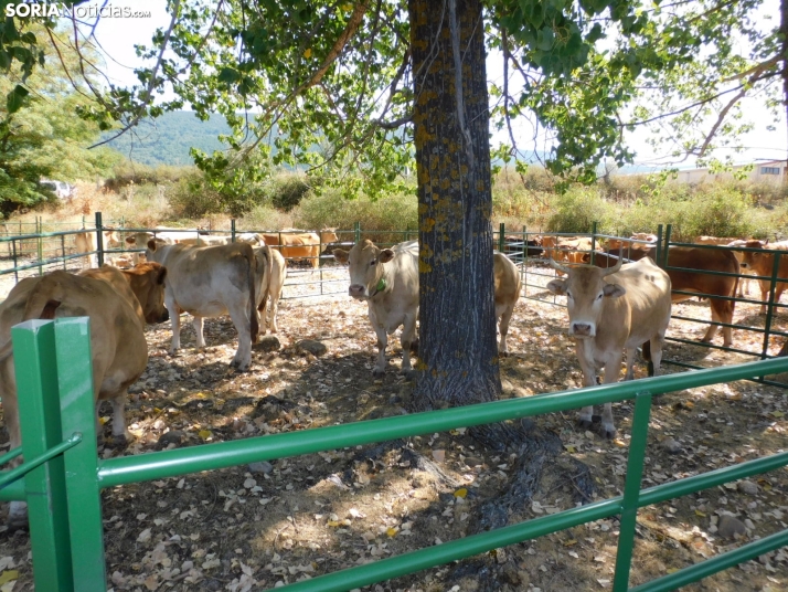 Feria Ganadera de Vinuesa.