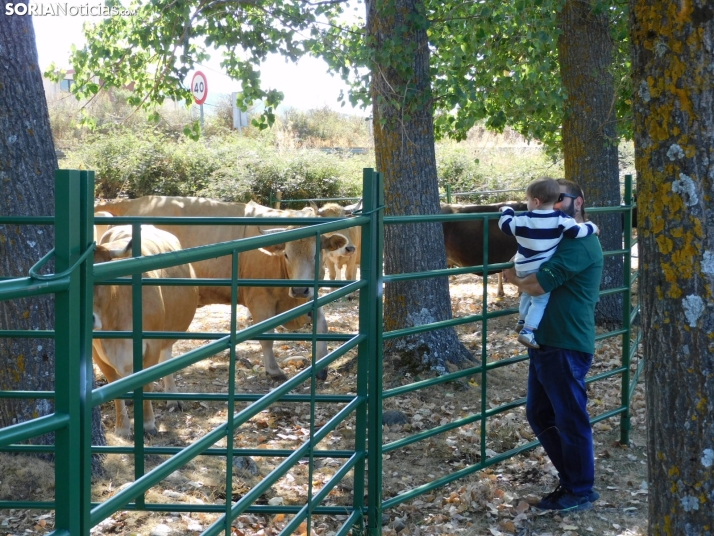 Feria Ganadera de Vinuesa.