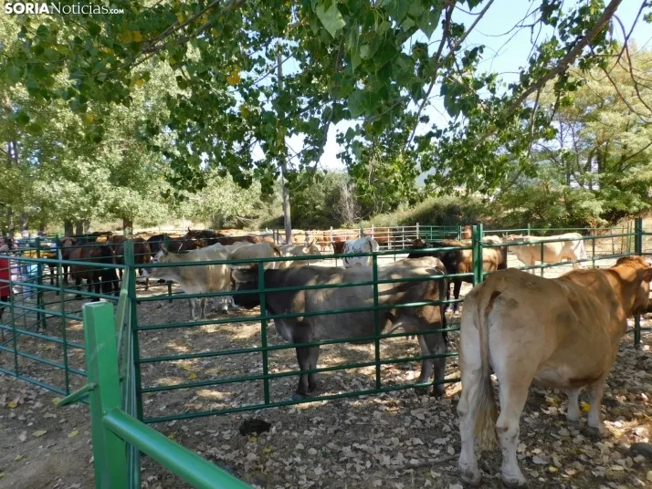Feria Ganadera de Vinuesa.