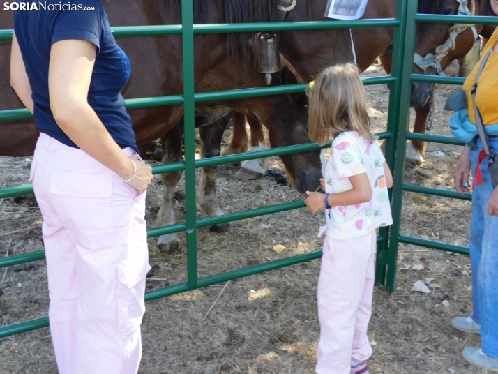 Feria Ganadera de Vinuesa.
