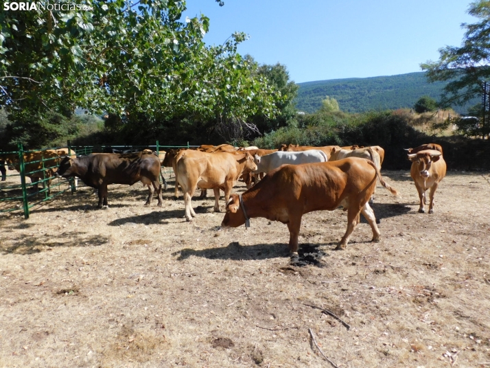Feria Ganadera de Vinuesa.