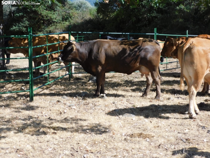 Feria Ganadera de Vinuesa.