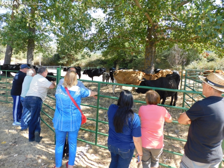 Feria Ganadera de Vinuesa.