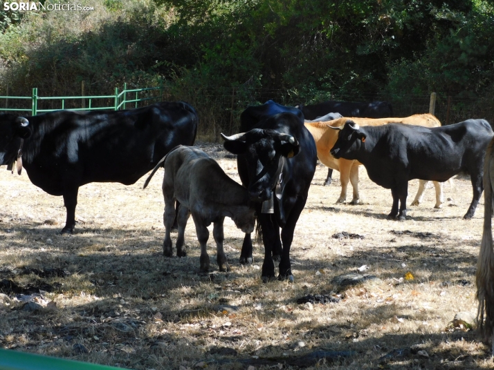 Feria Ganadera de Vinuesa.