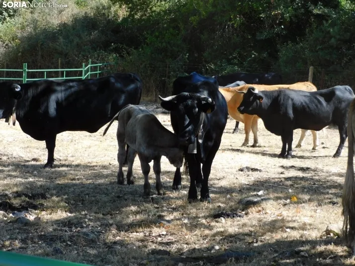Feria Ganadera de Vinuesa.