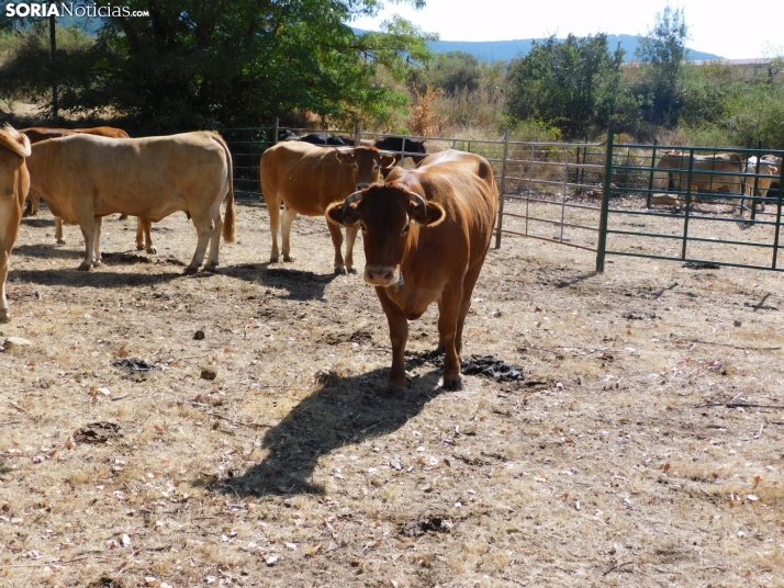 Feria Ganadera de Vinuesa.