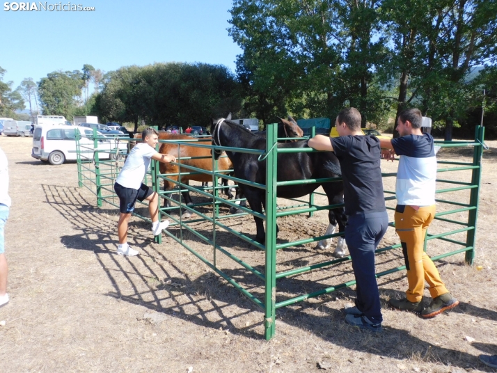 Feria Ganadera de Vinuesa.