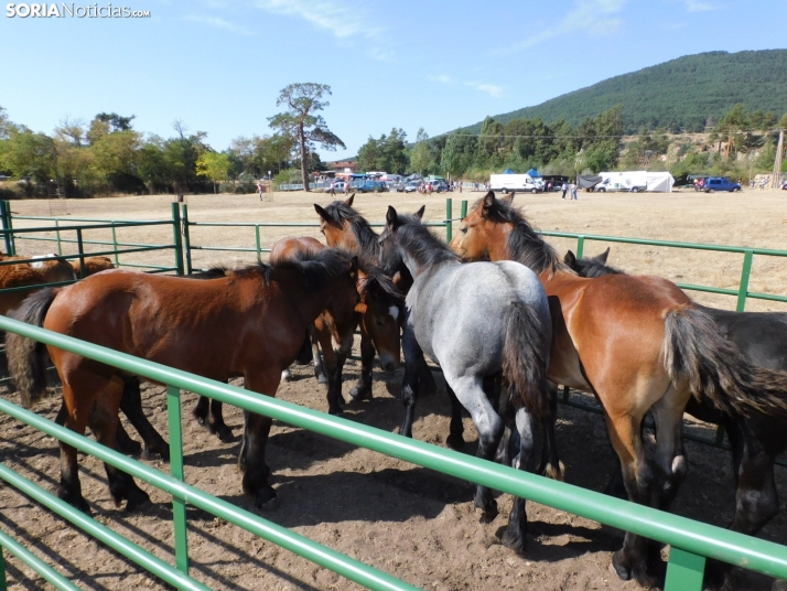 Feria Ganadera de Vinuesa.