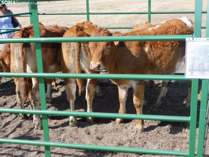 Feria Ganadera de Vinuesa.
