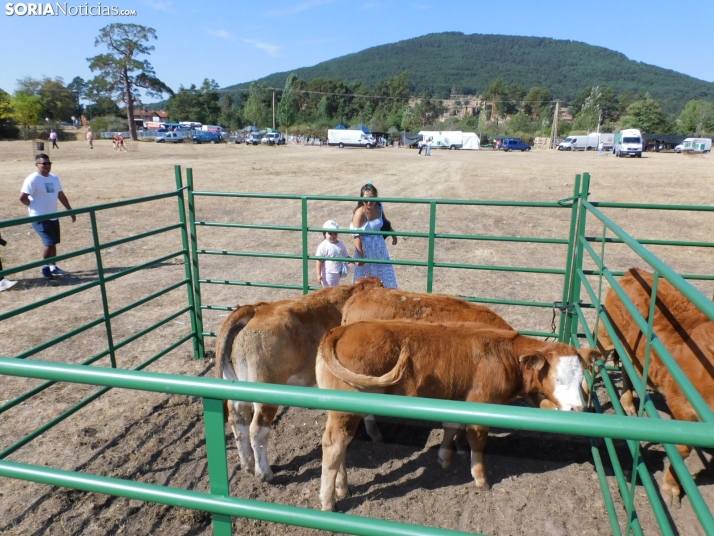 Feria Ganadera de Vinuesa.