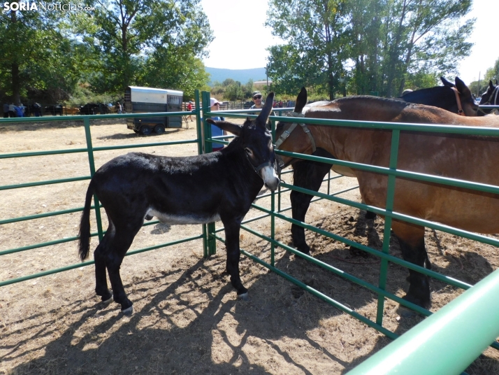 Feria Ganadera de Vinuesa.