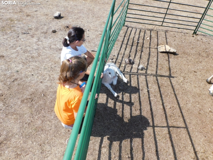 Feria Ganadera de Vinuesa.