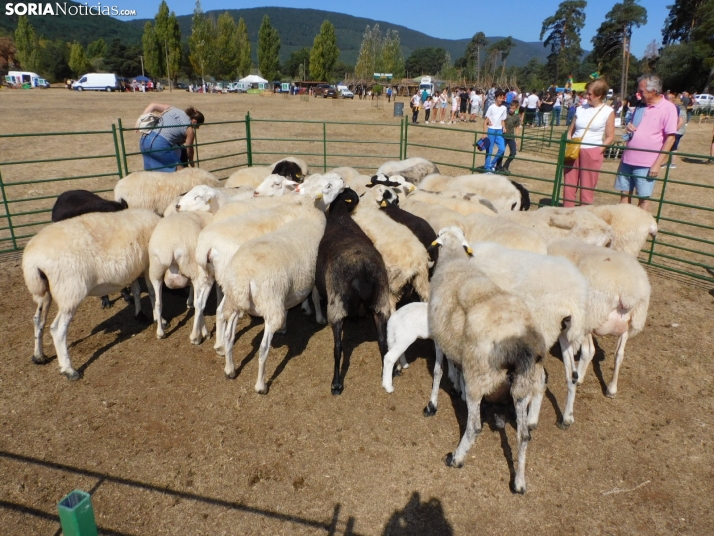 Feria Ganadera de Vinuesa.