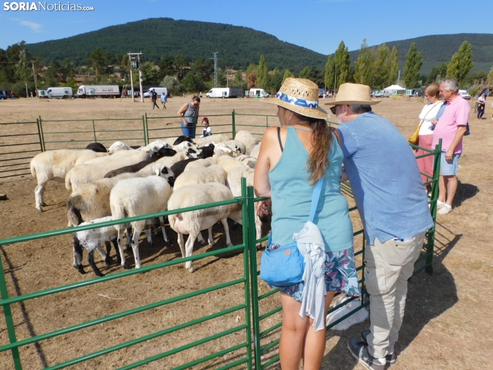 Feria Ganadera de Vinuesa.