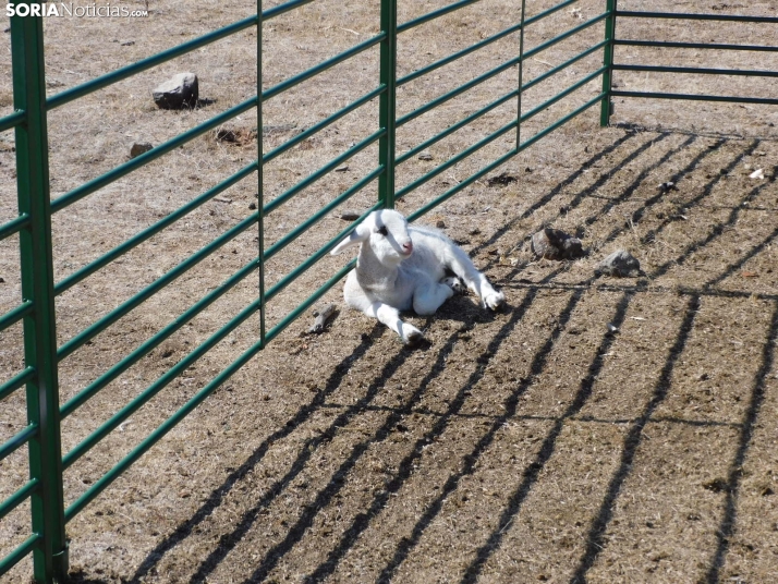 Feria Ganadera de Vinuesa.