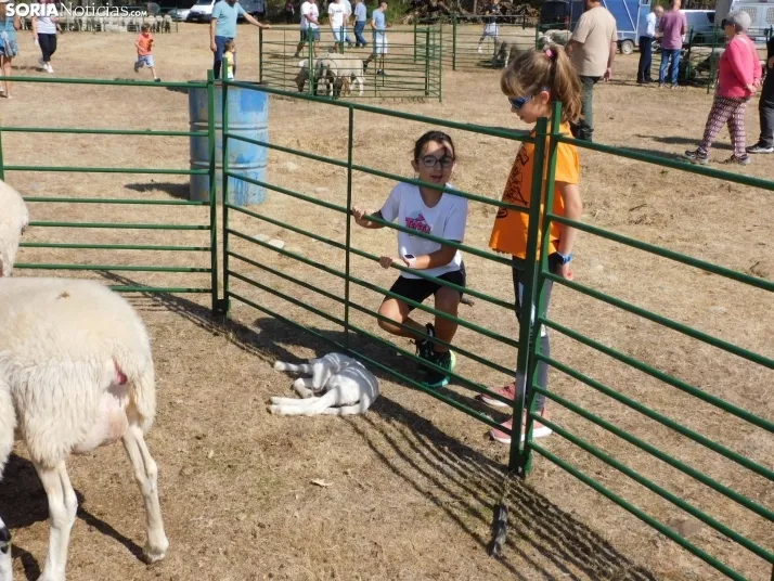 Feria Ganadera de Vinuesa.