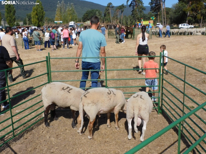 Feria Ganadera de Vinuesa.