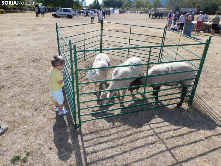 Feria Ganadera de Vinuesa.