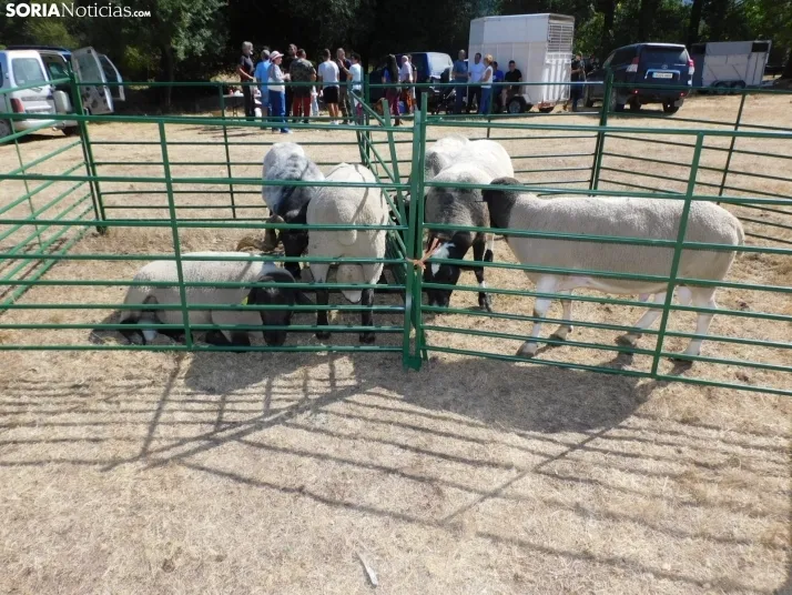 Feria Ganadera de Vinuesa.