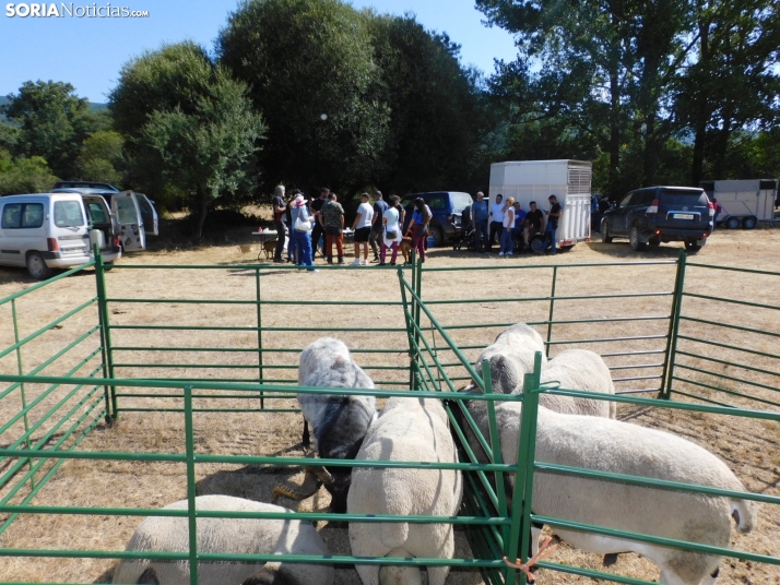 Feria Ganadera de Vinuesa.