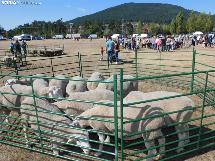 Feria Ganadera de Vinuesa.