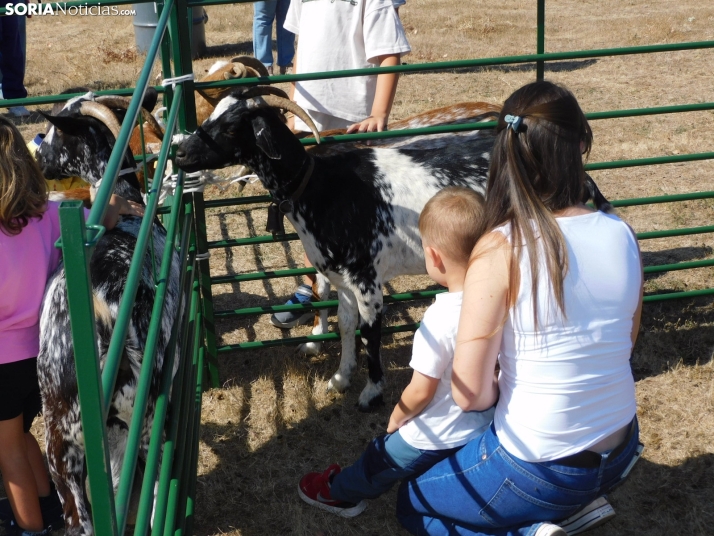 Feria Ganadera de Vinuesa.
