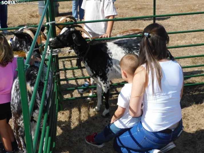 Feria Ganadera de Vinuesa.