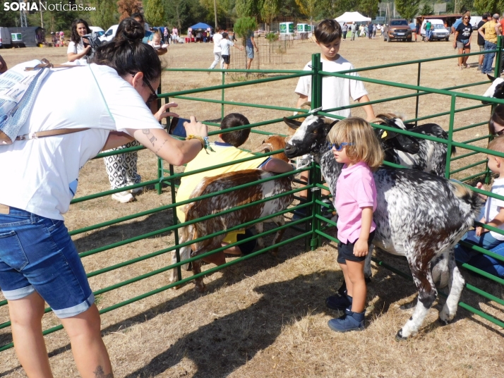 Feria Ganadera de Vinuesa.